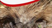 Tout savoir sur l'hibernation !