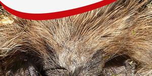 Tout savoir sur l'hibernation !