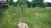 FNE BFC à la radio : accompagner les projets de plantations