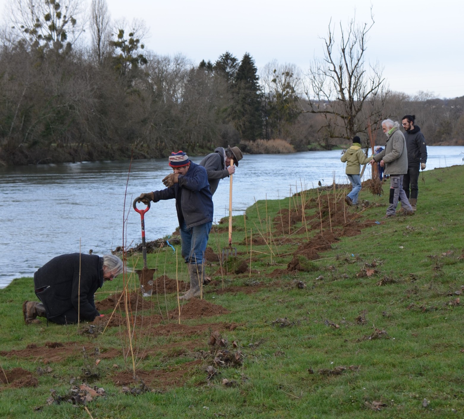 Plantation en quinconce sur 2 lignes pour obtenir rapidement une haie dense