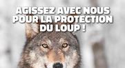 PROTECTION DU LOUP : SIGNEZ LA PÉTITION !