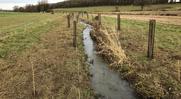 Plantation d'une haie rivulaire à Mazerolles-le-Salin