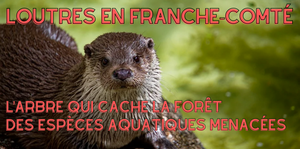 Réapparition de la Loutre en Franche-Comté