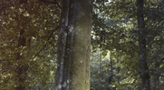 La Forêt du Morvan : une contribution de Autun Morvan Ecologie (A.M.E)