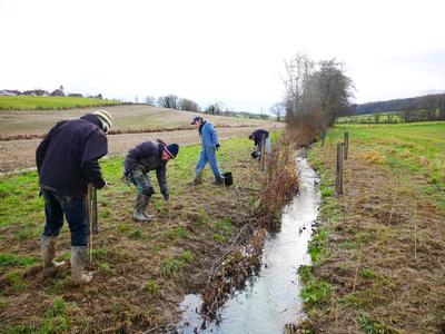 Plantation d'une haie rivulaire au bord d'un ruisseau