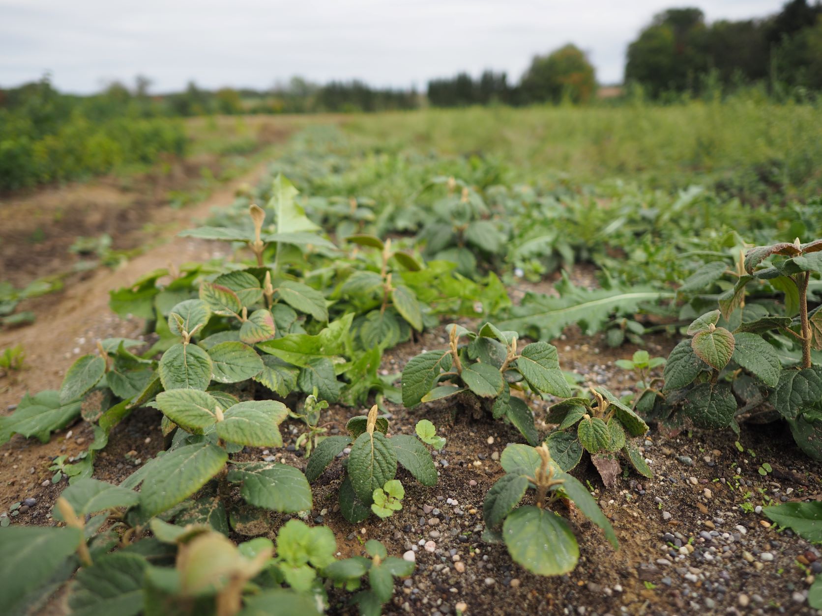 Figure 3 : Jeunes plants Végétal local de Viorne lantane (Viburnum lantana) en pépinière