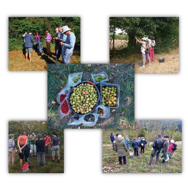 Figure 2 : Groupe de collecteur.euse.s bénévoles à Malbrans, à Chenecey-Buillon, Doucier et Bourg-de-Sirod (de gauche à droite, de haut en bas) et fruits d’une collecte (au milieu)