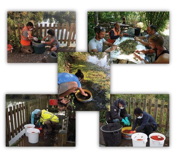 Figure 4 : Dépulpage de différents fruits avec le CDEI 25, à la Maison de la nature à Brussey (70) (l’accès à un cours d’eau est primordial afin de pouvoir rincer les graines sans gaspiller la ressource)