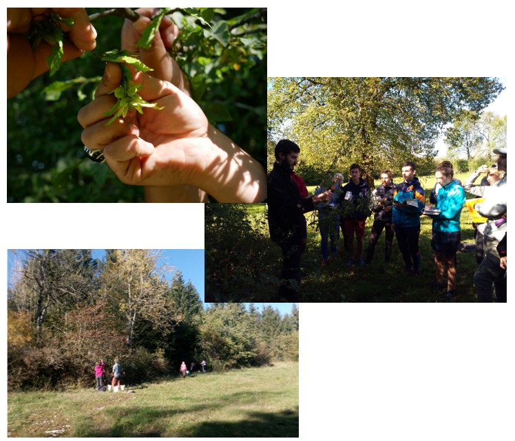 Figure 4 : Fruits du Charme (Carpinus betulus) et groupes de collecteur.rice.s bénévoles dans le Jura