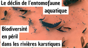 Biodiversité en péril dans les rivières karstiques, le déclin de l’entomofaune aquatique