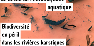Biodiversité en péril dans les rivières karstiques, le déclin de l’entomofaune aquatique