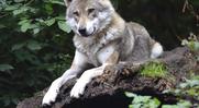 DÉCLASSEMENT DU STATUT DE PROTECTION DU LOUP : URSULA VON DER LEYEN CRÉE UN DANGEREUX PRÉCÉDENT