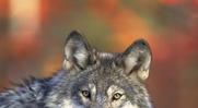 CONSULTATION PUBLIQUE : refusez plan anti-loup du gouvernement 🐺