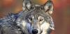 CONSULTATION PUBLIQUE : refusez plan anti-loup du gouvernement 🐺